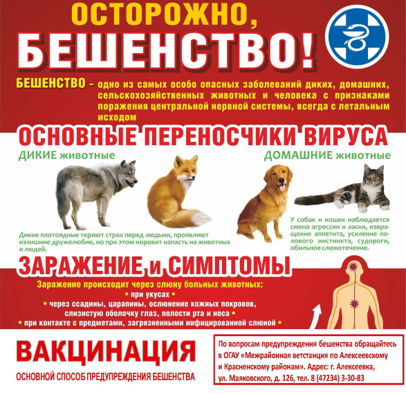 Листовка бешенство. Листовка бешенство.
